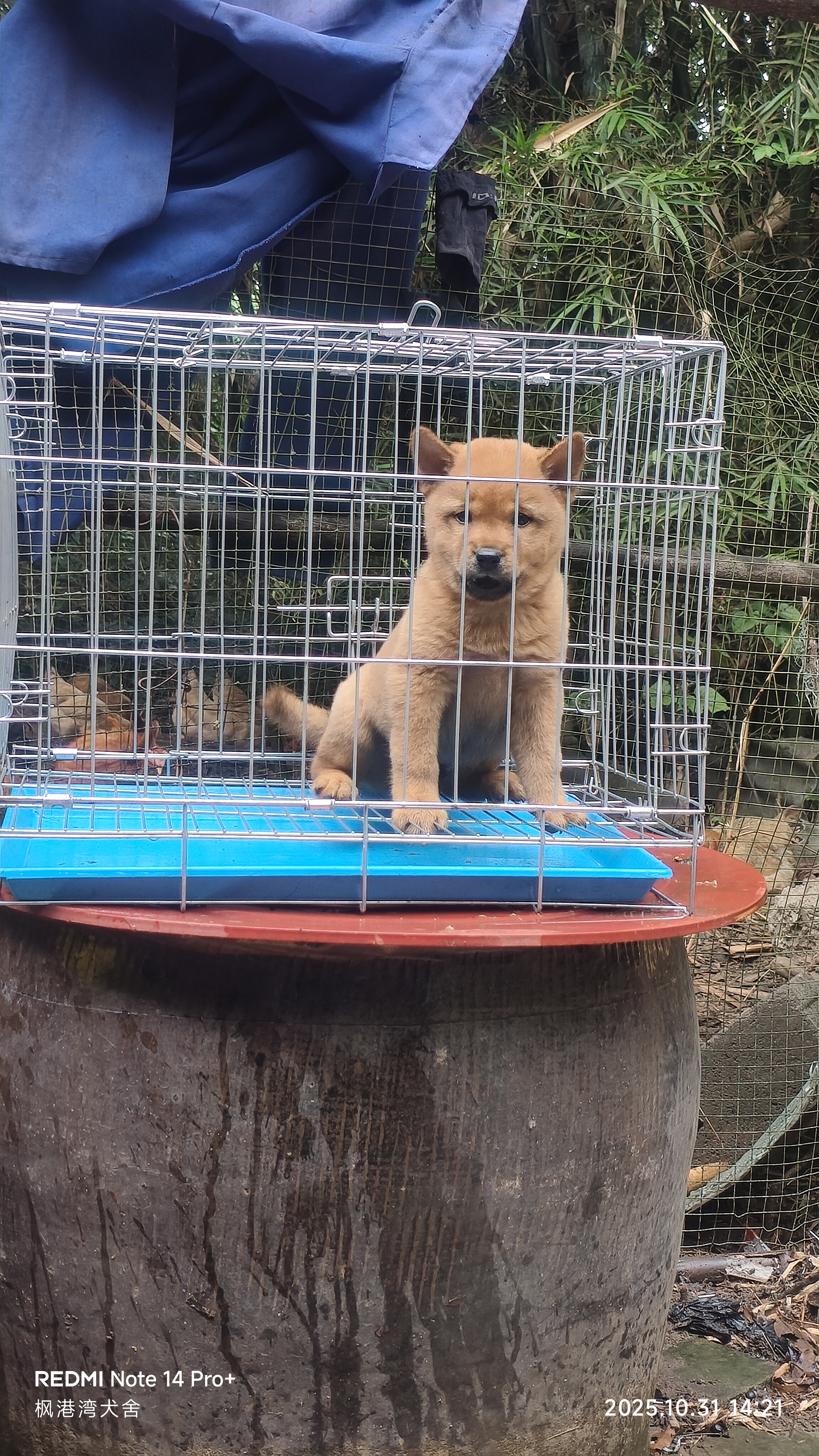 中华田园犬大黄